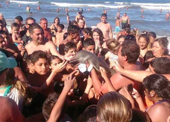 Golfinho em extinção morre depois de turistas arrancá-lo do mar para fazer selfies