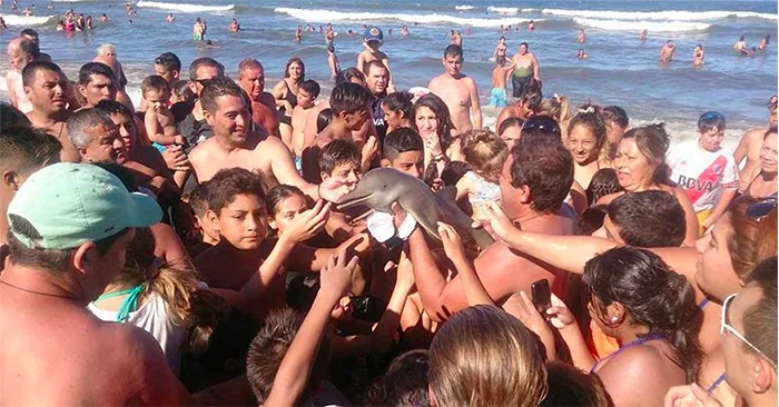 Golfinho em extinção morre depois de turistas arrancá-lo do mar para fazer selfies