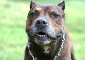 Pit bull ataca pedófilo e salva menina de 11 anos