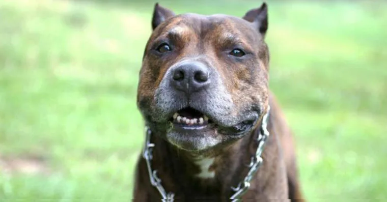 Pit bull ataca pedófilo e salva menina de 11 anos