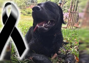 Bombeiros encontram corpo do cachorro que ajudou em Brumadinho e morreu durante resgate