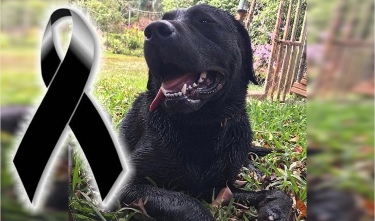 Bombeiros encontram corpo do cachorro que ajudou em Brumadinho e morreu durante resgate