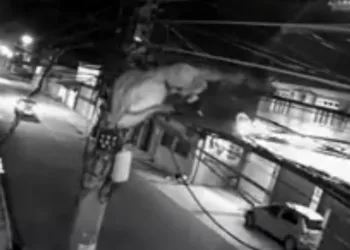 Homem escala poste para roubar fios; vídeo