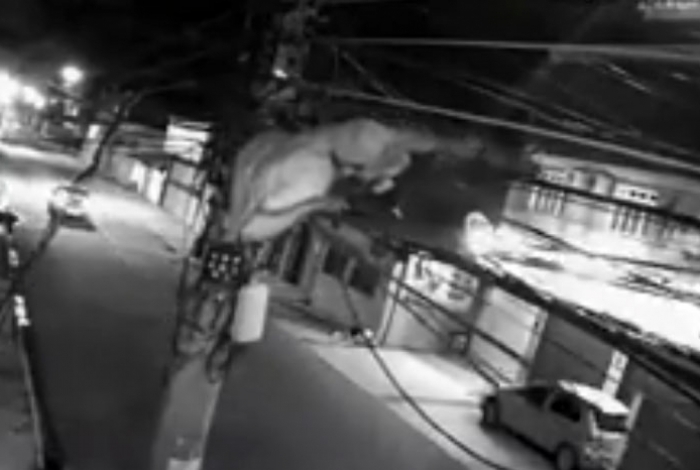 Homem escala poste para roubar fios; vídeo
