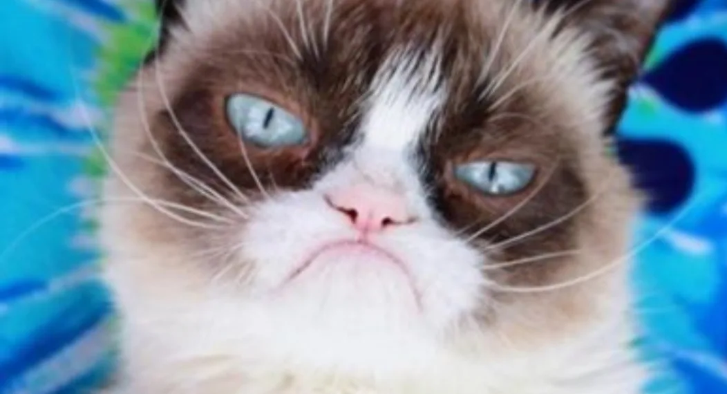 Morre Grumpy Cat, a gata emburrada da internet