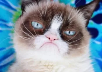 Morre Grumpy Cat, a gata emburrada da internet
