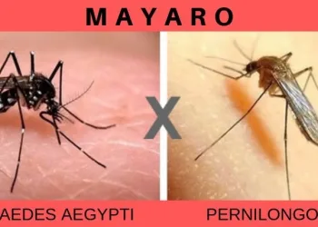 Mayaro: conheça a nova doença que pode ser transmitida por pernilongos