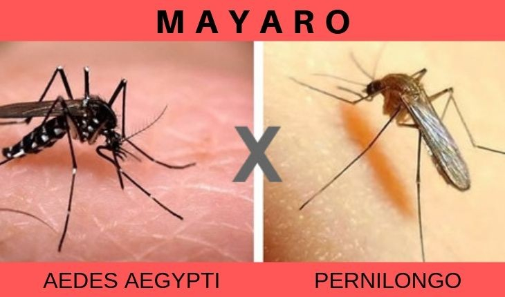 Mayaro: conheça a nova doença que pode ser transmitida por pernilongos