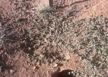 Flávia Paonessa, de 45 anos, caiu dentro deste buraco no Cemitério Municipal Caingá, em Teresópolis — Foto: Arquivo pessoal/Flávia Paonessa