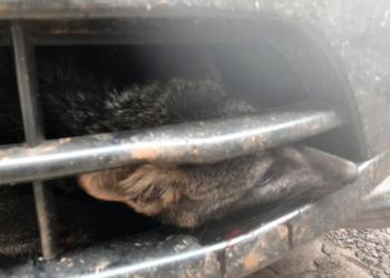 Viagem involuntária: Raposa fica presa à grade de carro e viaja 150km!
