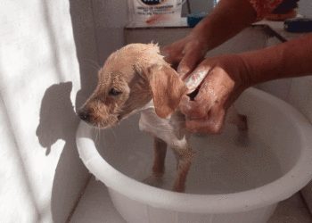Use sal e álcool e acabe de uma vez por todas com as pulgas e carrapatos do seu pet