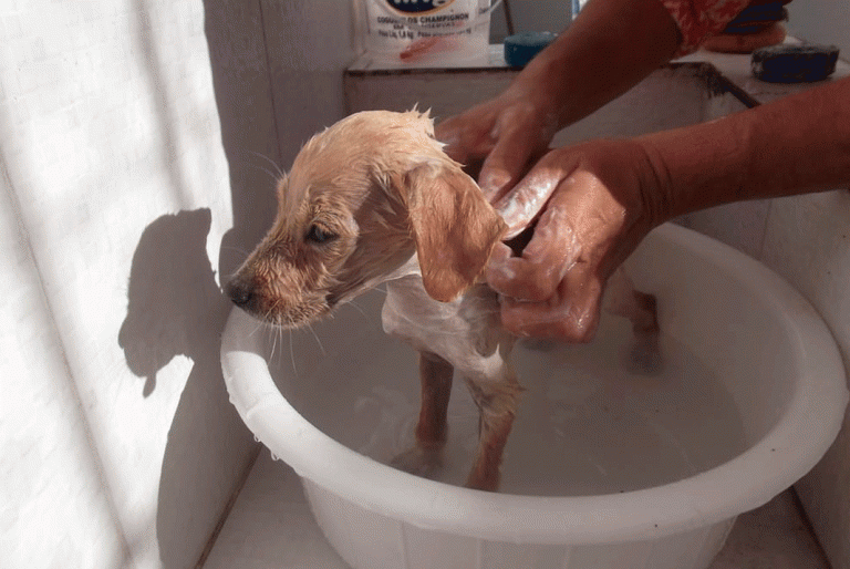 Use sal e álcool e acabe de uma vez por todas com as pulgas e carrapatos do seu pet