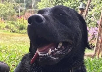 LUTO!! Cão que participou do resgate de vítimas em Brumadinho morre fazendo buscas