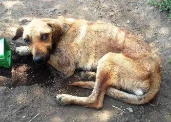 Justiça autoriza invasão de casas com animais abandonados