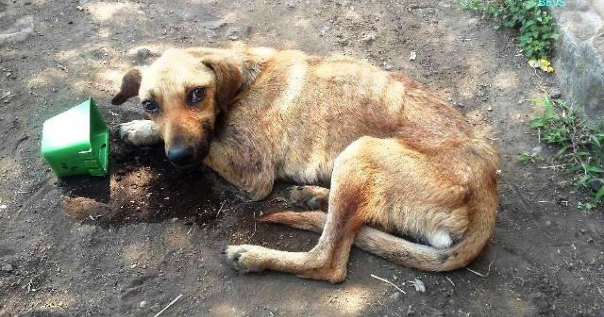 Justiça autoriza invasão de casas com animais abandonados