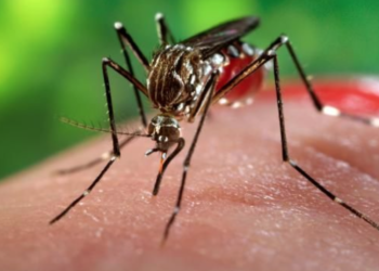 CAMPO GRANDE LIDERA O RANKING DO BAIRRO COM MAIS CASOS DE CHIKUNGUNYA NO RJ!! VEJAM OS NUMEROS