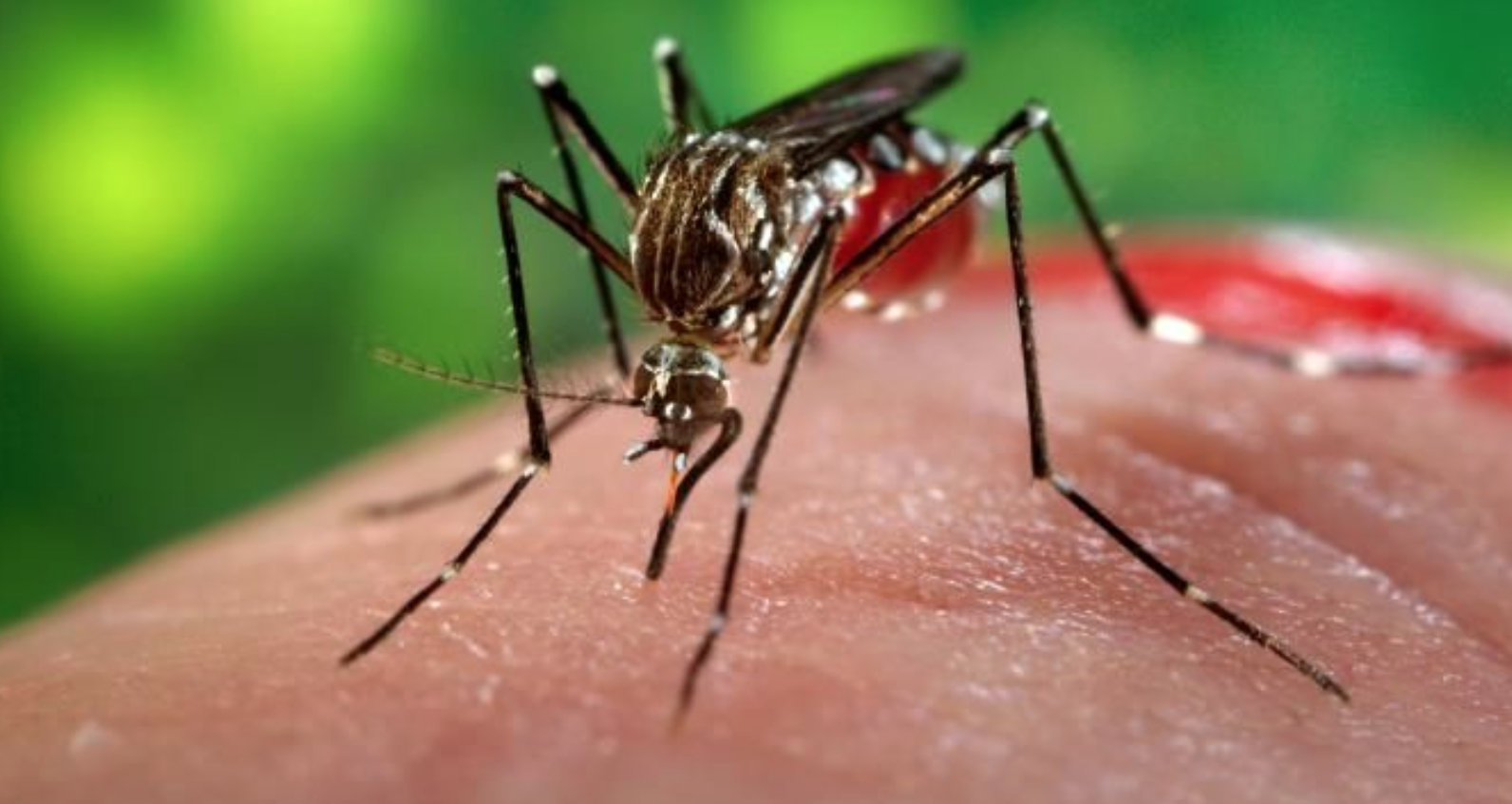 CAMPO GRANDE LIDERA O RANKING DO BAIRRO COM MAIS CASOS DE CHIKUNGUNYA NO RJ!! VEJAM OS NUMEROS