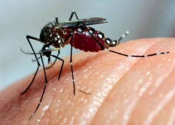 Fake news: mensagem que diz que suco de inhame corta dengue é falsa