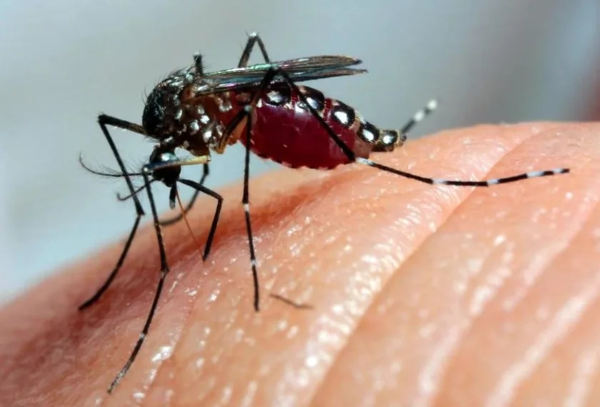 Fake news: mensagem que diz que suco de inhame corta dengue é falsa