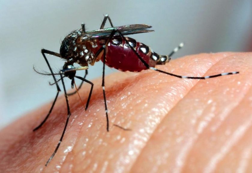 Fake news: mensagem que diz que suco de inhame corta dengue é falsa