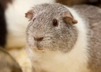 Porquinho da índia invade ala feminina de zoológico, fica lá por semanas e será pai de 400