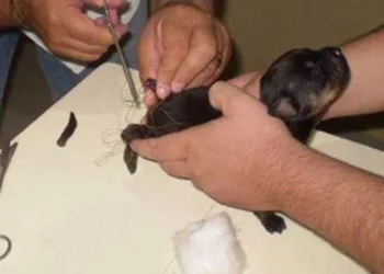 É crime cortar rabo e orelhas de cães para fins estéticos