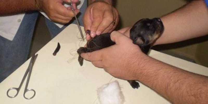 É crime cortar rabo e orelhas de cães para fins estéticos