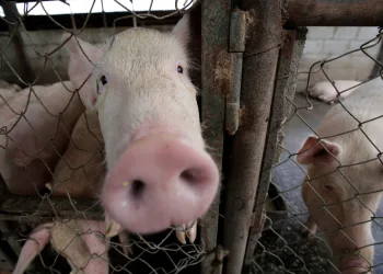 Porcos resgatados de incêndio viram linguiça e são servidos a bombeiros que os salvaram