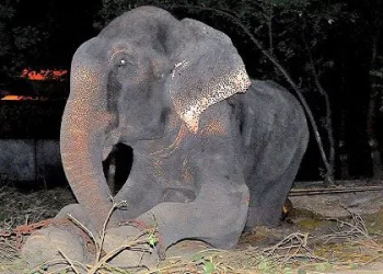 RAJU, O ELEFANTE QUE CHOROU AO SER LIBERTADO ESTÁ FINALMENTE LIVRE PARA SEMPRE