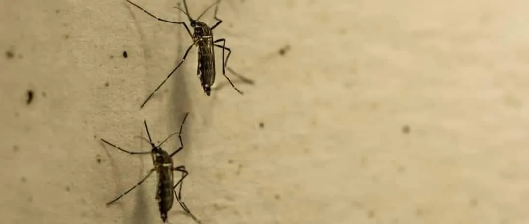 UFRJ descobre o vírus mayaro, ‘primo’ do chicungunha, no estado do Rio