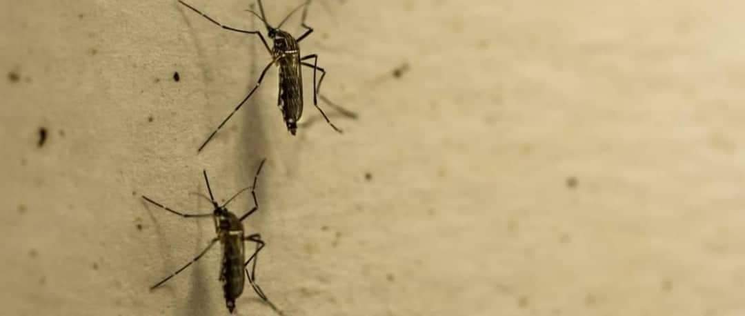 UFRJ descobre o vírus mayaro, ‘primo’ do chicungunha, no estado do Rio