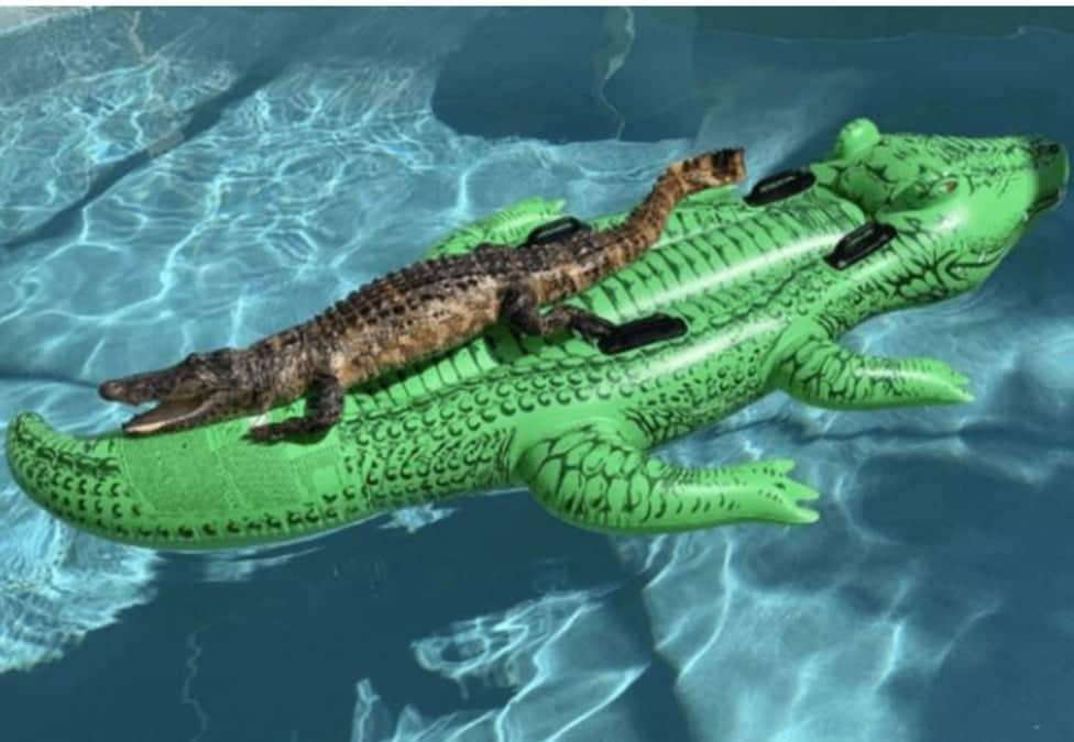 Jacaré é flagrado relaxando sobre boia de jacaré em piscina