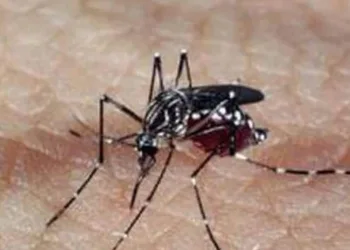 Rio registra 30.871 casos de chikungunya este ano