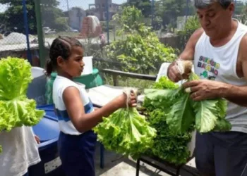 Professor se destaca cultivando hortas nas escolas de Campo Grande