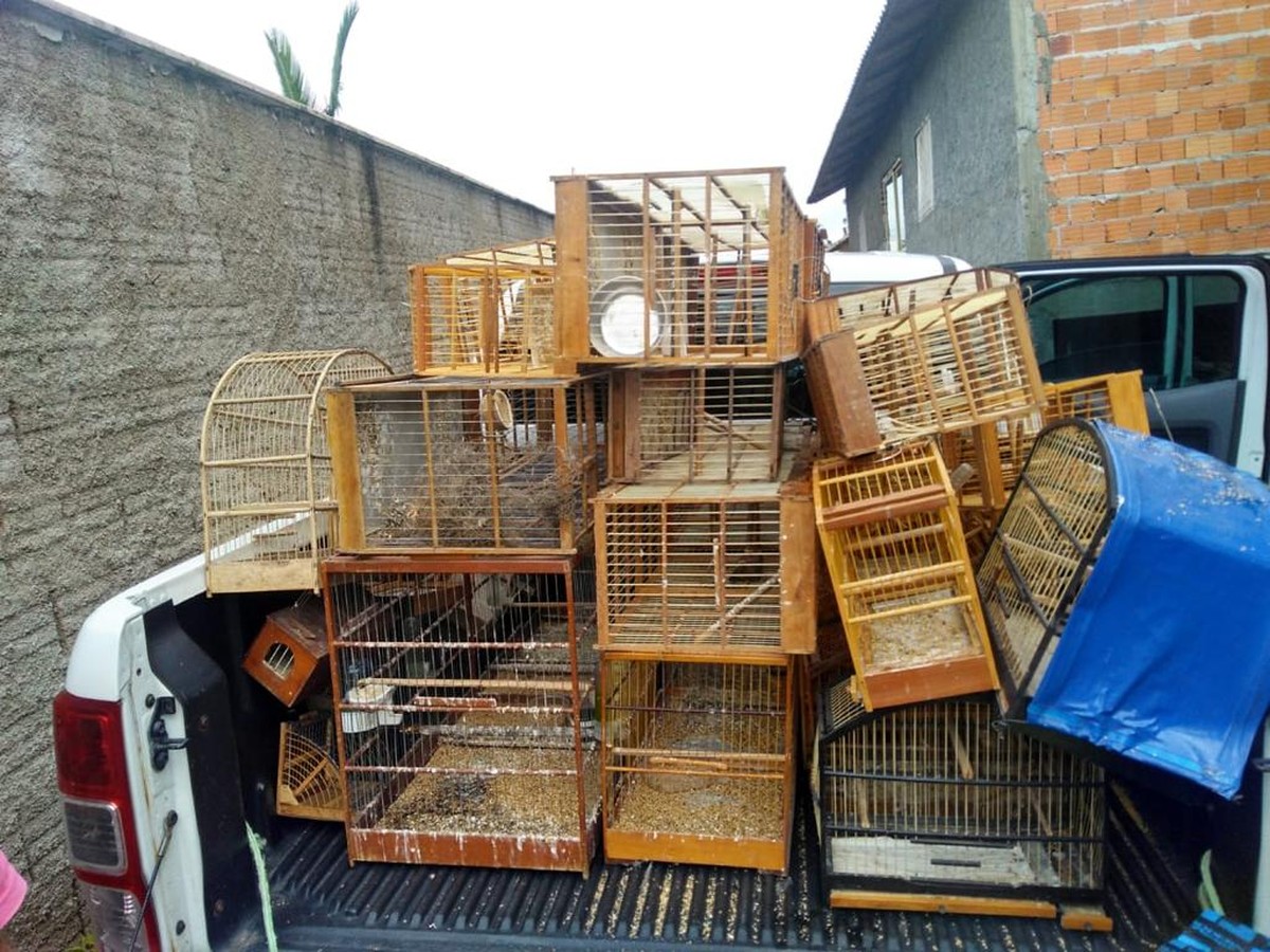 Mais de 40 pássaros são apreendidos e homem é multado