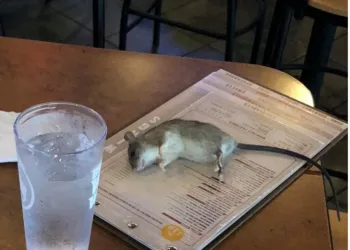 RATO CAI DO TETO E ATERRIZA EM MESA DE CLIENTE EM RESTAURANTE NOS EUA