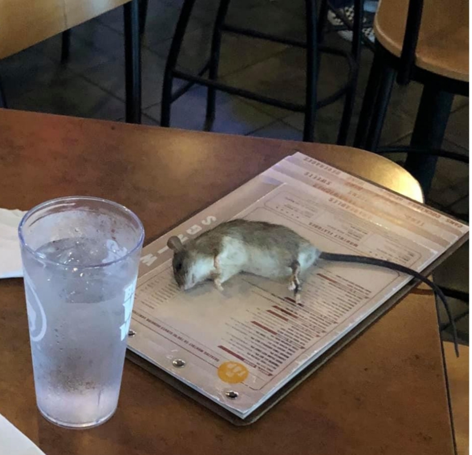RATO CAI DO TETO E ATERRIZA EM MESA DE CLIENTE EM RESTAURANTE NOS EUA