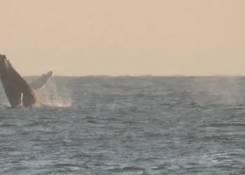 Começa a temporada de observação de baleias no litoral de Arraial do Cabo