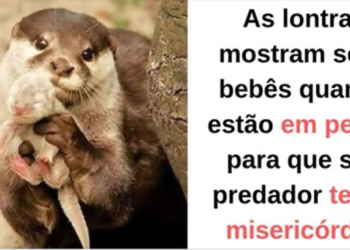 20 impressionantes fatos e curiosidades sobre os animais