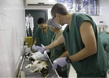 Prefeitura do Rio aumenta número de castrações gratuitas de cães e gatos