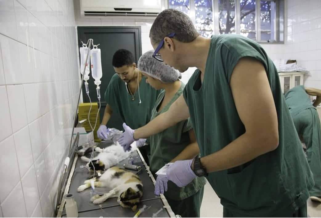 Prefeitura do Rio aumenta número de castrações gratuitas de cães e gatos