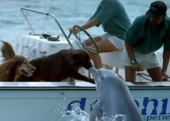 Golfinho sai da água e tasca um selinho em cachorro – veja o vídeo