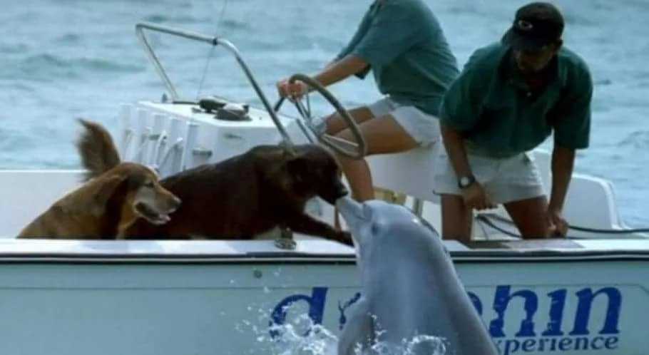 Golfinho sai da água e tasca um selinho em cachorro – veja o vídeo