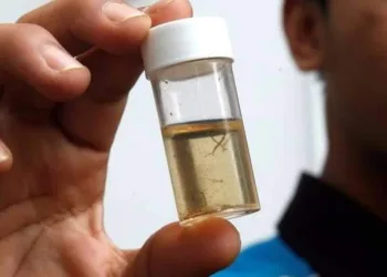 ISLÂNDIA TEM APENAS UM MOSQUITO NO PAÍS INTEIRO “OFICIALMENTE”