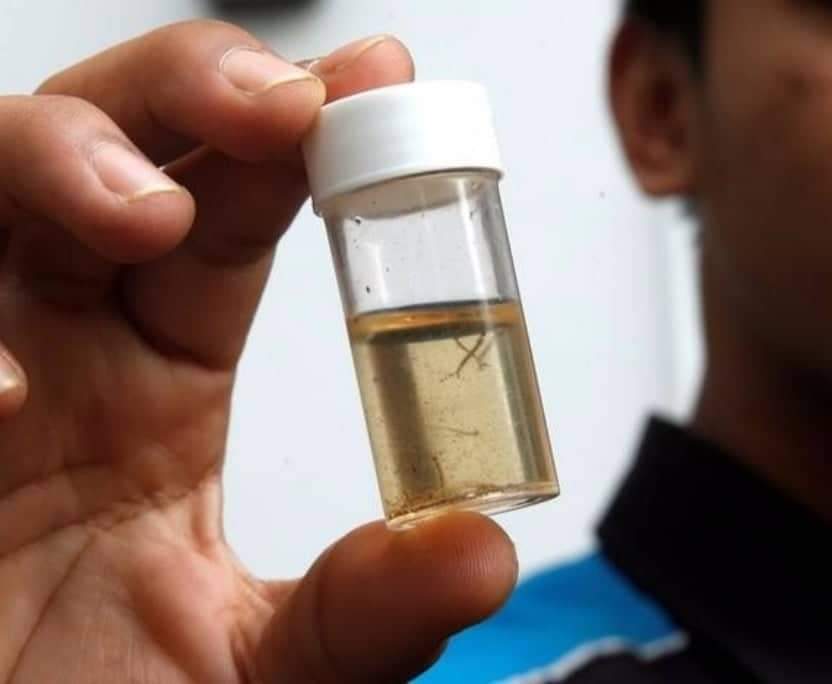 ISLÂNDIA TEM APENAS UM MOSQUITO NO PAÍS INTEIRO “OFICIALMENTE”