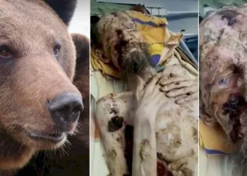 Homem sobrevive um mês preso em toca de urso na Rússia: ‘Ele me guardou como comida para o futuro