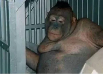 Orangotango usada como prostituta é resgatada de bordel
