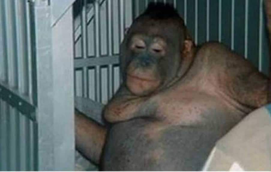 Orangotango usada como prostituta é resgatada de bordel