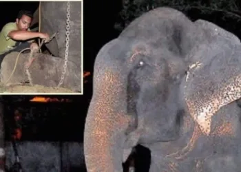Elefante chora ao ser resgatado após 50 anos de confinamento