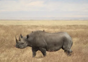Morre o último rinoceronte-de-sumatra macho da Malásia